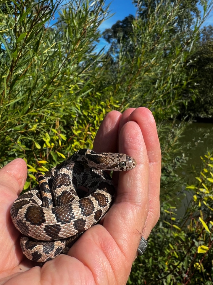 Eastern Fox Snake